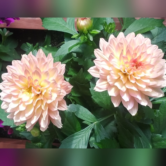 thefrugal_fairy